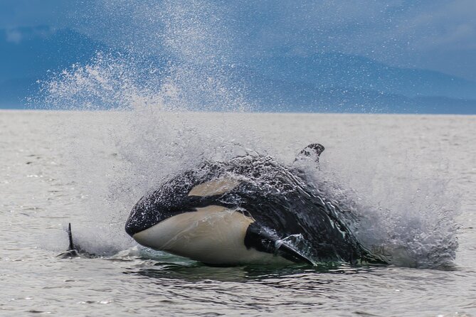 "Catch of the day" Whale-watching, Icy strait point, Hoonah - Key things to know before you go