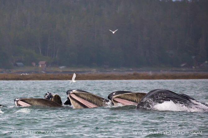 "Catch of the day" Whale-watching, Icy strait point, Hoonah - Why the 38-foot catamaran matters