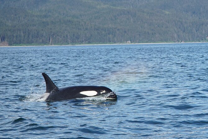 "Catch of the day" Whale-watching, Icy strait point, Hoonah - Captains who make the search worthwhile