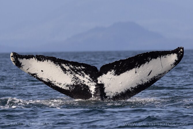 "Catch of the day" Whale-watching, Icy strait point, Hoonah - The wildlife you might see