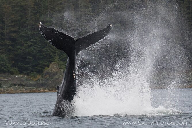 "Catch of the day" Whale-watching, Icy strait point, Hoonah - What the price means at $236