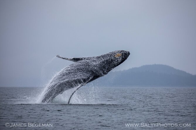 "Catch of the day" Whale-watching, Icy strait point, Hoonah - Weather, comfort, and mobility notes