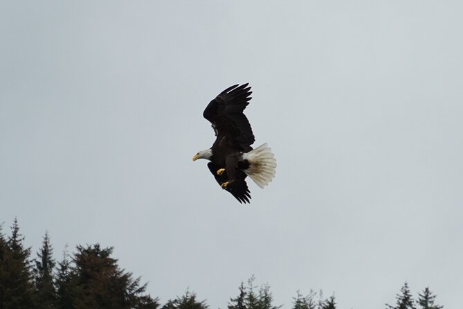 "Catch of the day" Whale-watching, Icy strait point, Hoonah - Who will enjoy this whale watch most