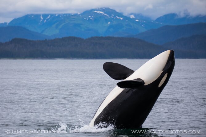 "Catch of the day" Whale-watching, Icy strait point, Hoonah - Meeting the shuttle at Icy Strait Point