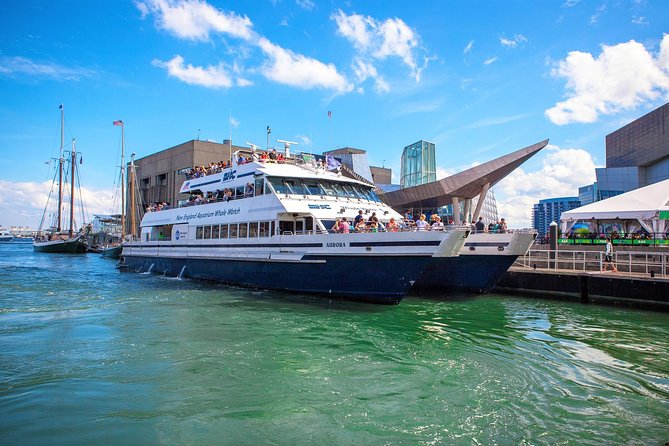 City Cruises Boston Whale Watching Cruise by High-Speed Boat - From Long Wharf to the open bay