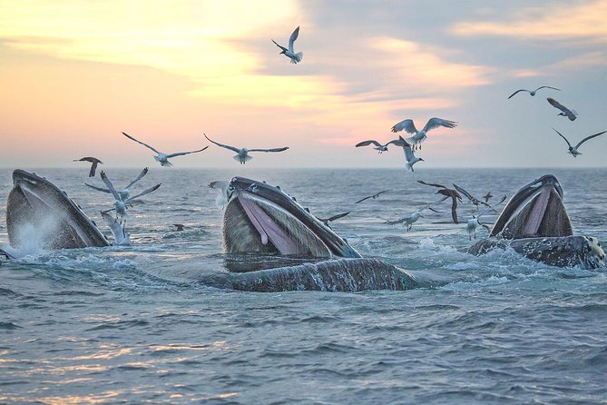 City Cruises Boston Whale Watching Cruise by High-Speed Boat - The boat, cabin, and comfort level
