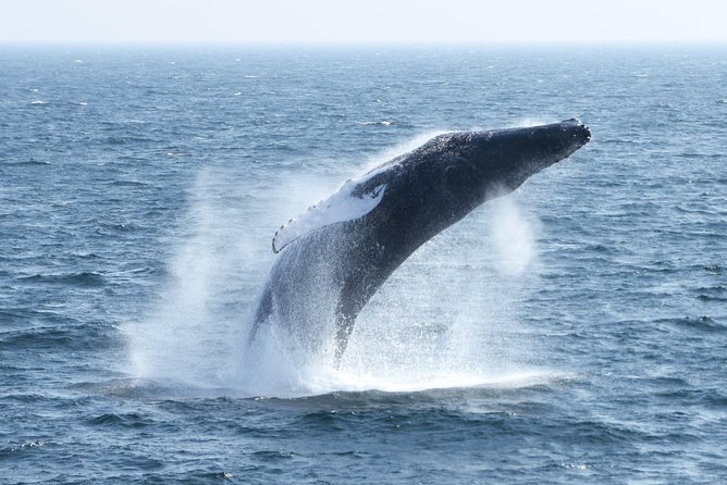 City Cruises Boston Whale Watching Cruise by High-Speed Boat - Motion sickness and the rough-water question