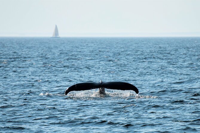 City Cruises Boston Whale Watching Cruise by High-Speed Boat - Choosing the right season and day