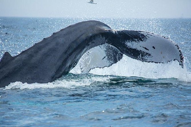 City Cruises Boston Whale Watching Cruise by High-Speed Boat - What you may see at the feeding grounds