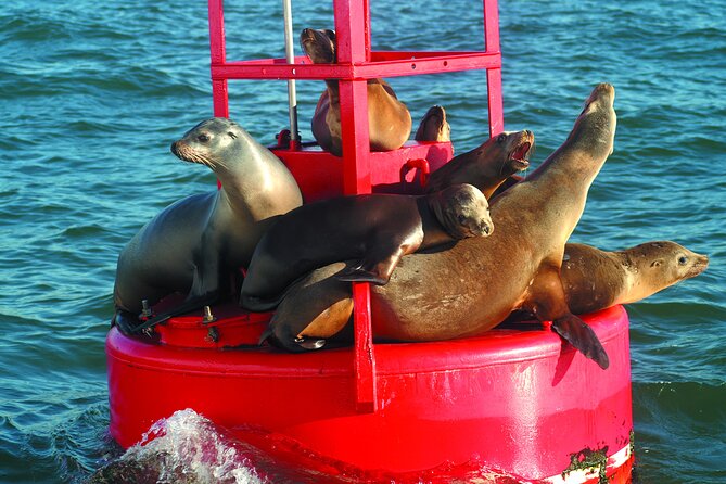 City Cruises San Diego: Whale and Dolphin Watching Adventure - What this San Diego whale cruise is really about
