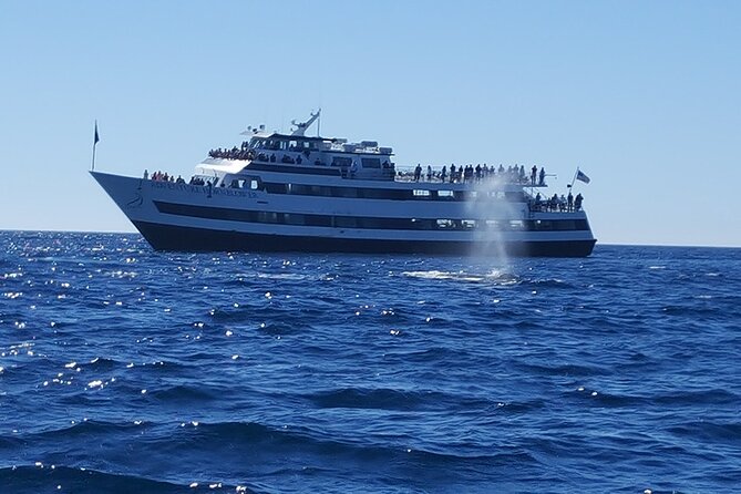 City Cruises San Diego: Whale and Dolphin Watching Adventure - The museum volunteers add real value