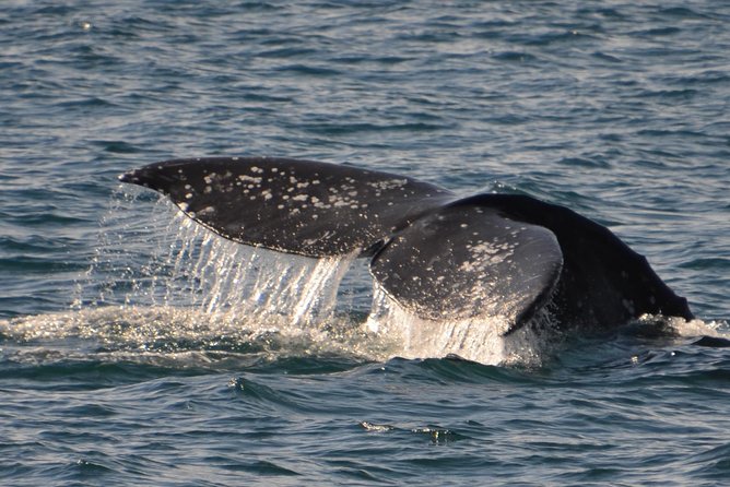 City Cruises San Diego: Whale and Dolphin Watching Adventure - Comfort, motion, and what to bring