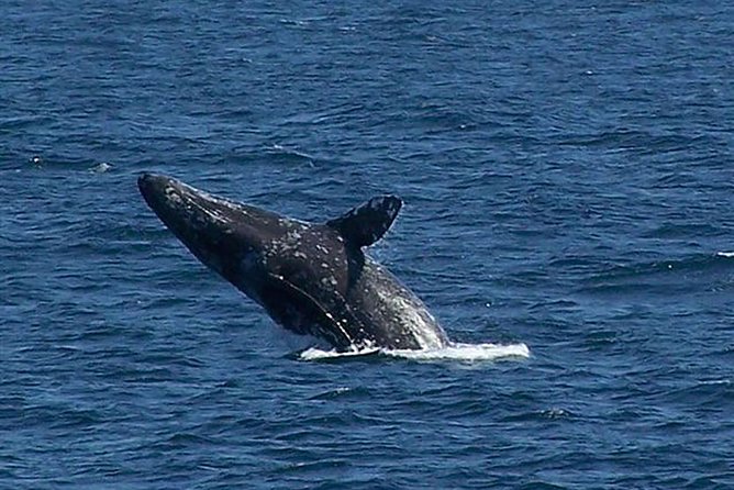 City Cruises San Diego: Whale and Dolphin Watching Adventure - Who will get the most from this cruise