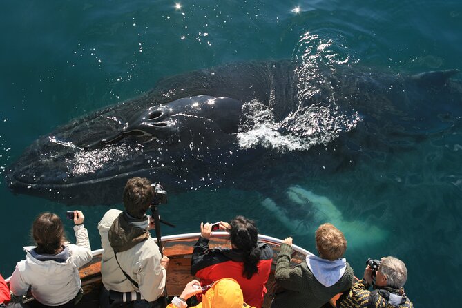 Classic Whale Watching from Dalvík Near Akureyri - Key points to know before sailing