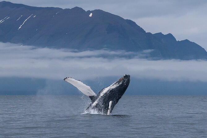 Classic Whale Watching from Dalvík Near Akureyri - What the three-hour timing feels like