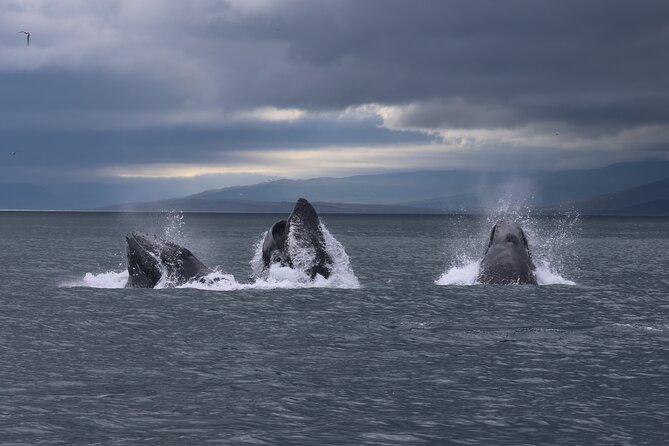 Classic Whale Watching from Dalvík Near Akureyri - The wildlife can change quickly