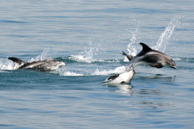 Classic Whale Watching from Dalvík Near Akureyri - Group size, guide support, and the feel of the outing