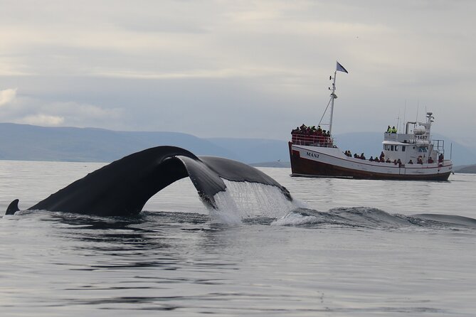 Classic Whale Watching from Dalvík Near Akureyri - Is $96.13 a fair price?