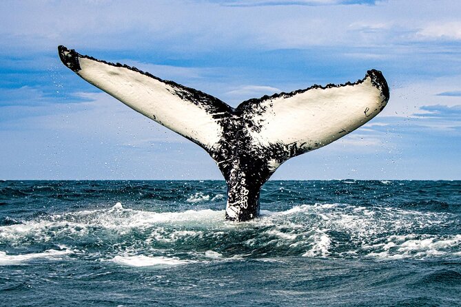 Classic Whale Watching from Dalvík Near Akureyri - Hrísey Island and the changing view from the boat