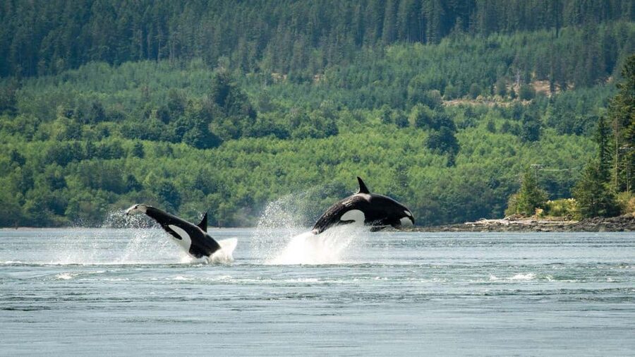 Comox: 4 Hour Whale and Wildlife Watching Tour - Dolphins, sea lions, seals, and birds