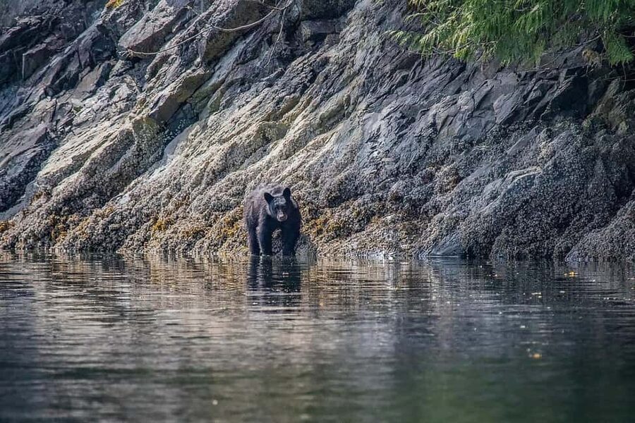Comox: 4 Hour Whale and Wildlife Watching Tour - Desolation Sound and the value of the scenery