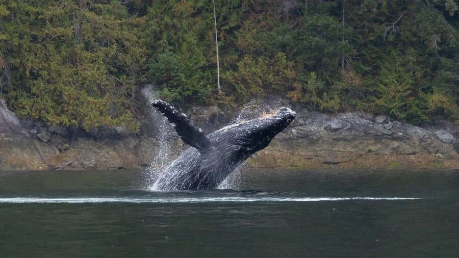 Comox: 4 Hour Whale and Wildlife Watching Tour - A boat designed for four hours outside