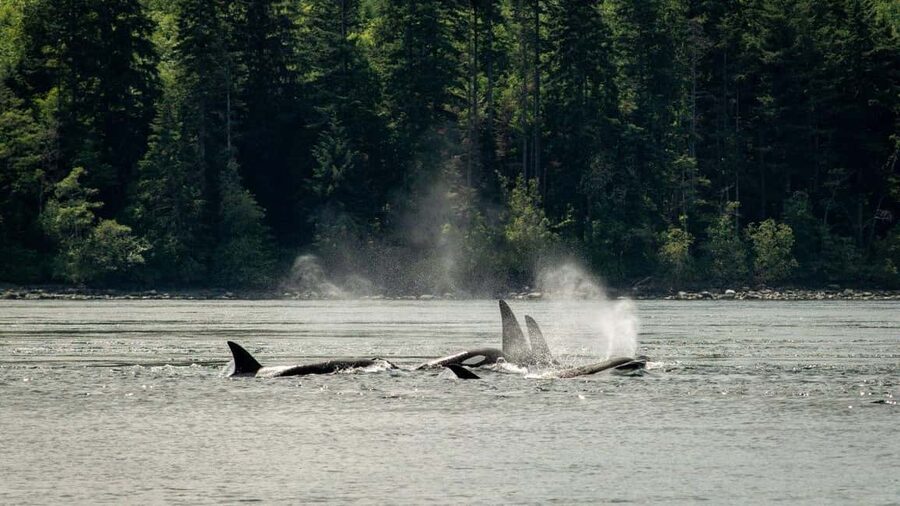Comox: 4 Hour Whale and Wildlife Watching Tour - Is $181 a fair price?