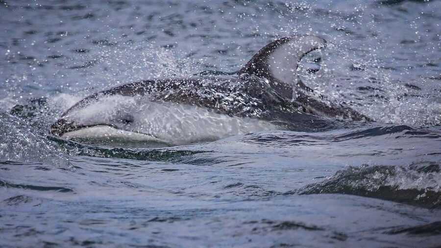 Comox: 4 Hour Whale and Wildlife Watching Tour - Who should book this Comox tour?