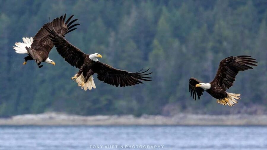 Comox: 4 Hour Whale and Wildlife Watching Tour - Should you book it?