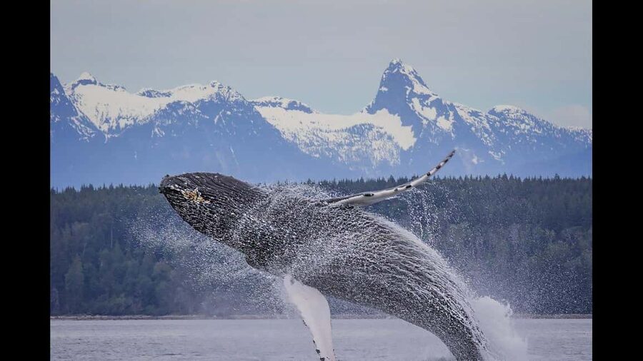 Comox: 4 Hour Whale and Wildlife Watching Tour - Searching the Salish Sea for whales
