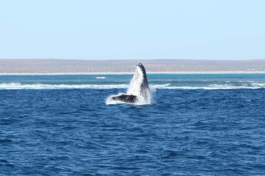 Coral Bay: 3-Hour Whale Watching Experience - Key points to know before you sail