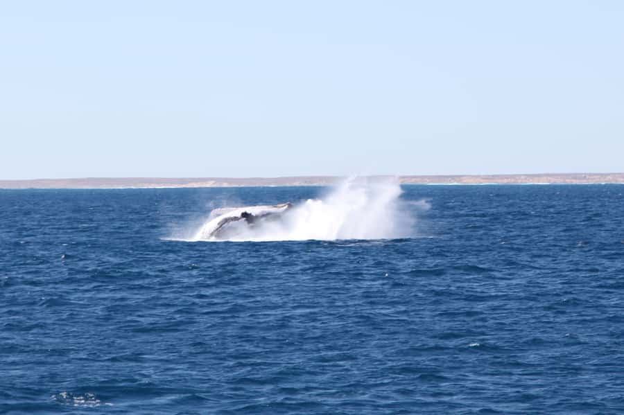 Coral Bay: 3-Hour Whale Watching Experience - Why humpback season makes this Coral Bay cruise special