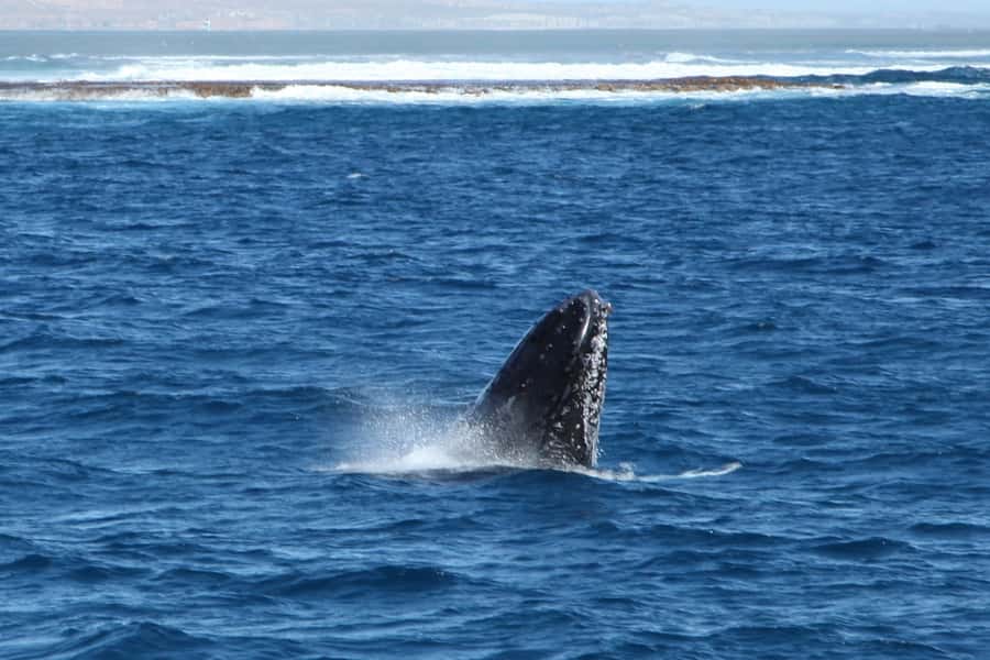 Coral Bay: 3-Hour Whale Watching Experience - Watching humpbacks without expecting a guaranteed performance