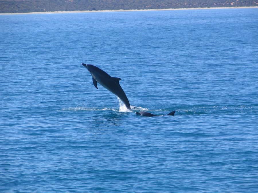 Coral Bay: 3-Hour Whale Watching Experience - Ningaloo Reef adds more than scenery