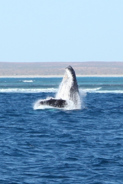Coral Bay: 3-Hour Whale Watching Experience - Is $127 fair for three hours?