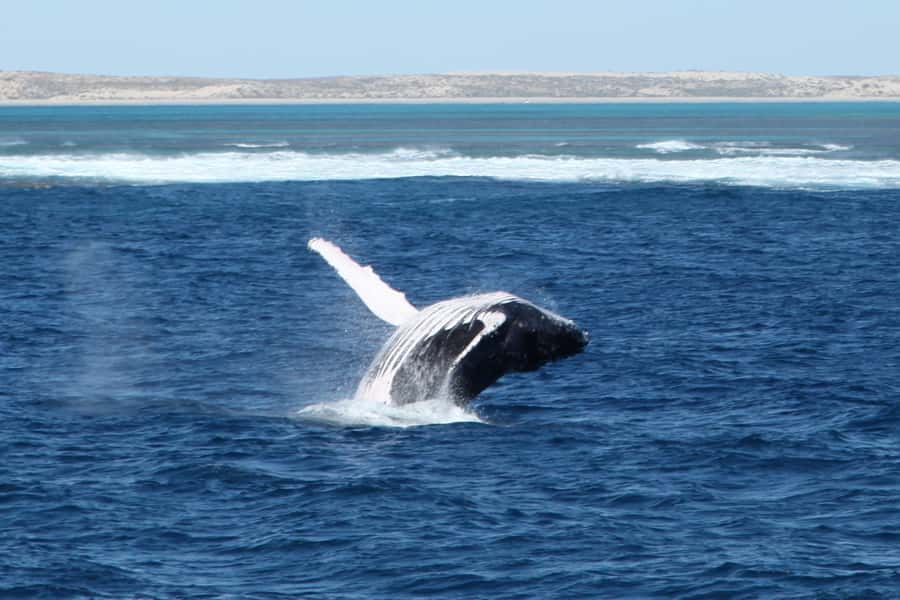 Coral Bay: 3-Hour Whale Watching Experience - The three-hour route from Coral Bay to the whales