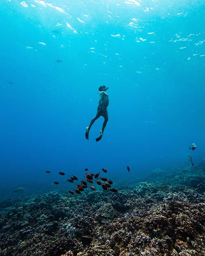 Coral Gardens Snorkel & Whale Watch - Quick reasons to consider this Maui cruise
