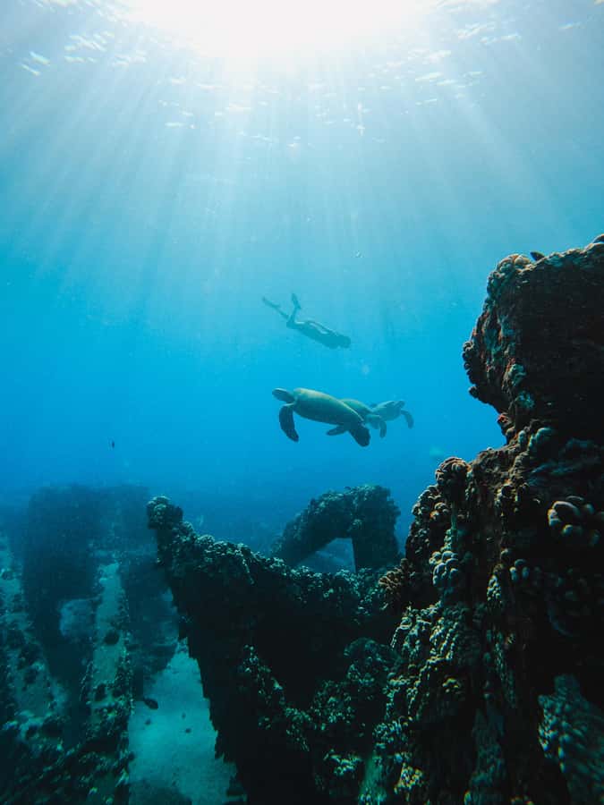 Coral Gardens Snorkel & Whale Watch - Should you book Coral Gardens Snorkel and Whale Watch?