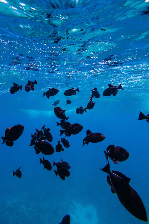 Coral Gardens Snorkel & Whale Watch - What the $119 price really covers