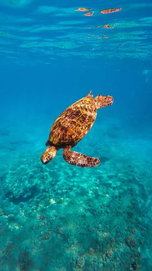 Coral Gardens Snorkel & Whale Watch - Whale watching in the Au‘Au Channel