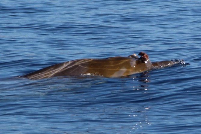 Costa Adeje | Cetacean sighting in Tenerife South - Setting Out From Puerto Colón in Costa Adeje