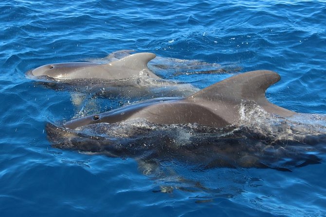 Costa Adeje | Cetacean sighting in Tenerife South - Dolphins, Turtles, Birds, and the Occasional Surprise