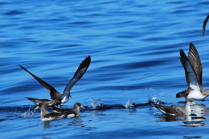 Costa Adeje | Cetacean sighting in Tenerife South - What the $71.35 Price Gets You