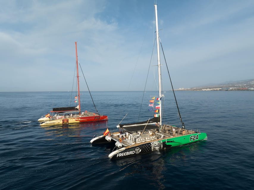 Costa Adeje: Masca and Los Gigantes Whale Watching Cruise - Key points at a glance