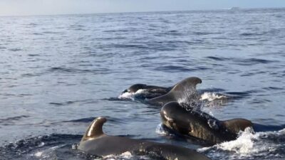 Costa Adeje: Whale and Dolphin Cruise with Food and Pickup