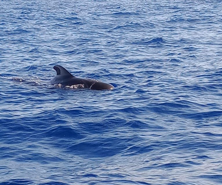 Costa Adeje: Whale and Dolphin-Watching Boat Excursion - What the glass-bottom section adds