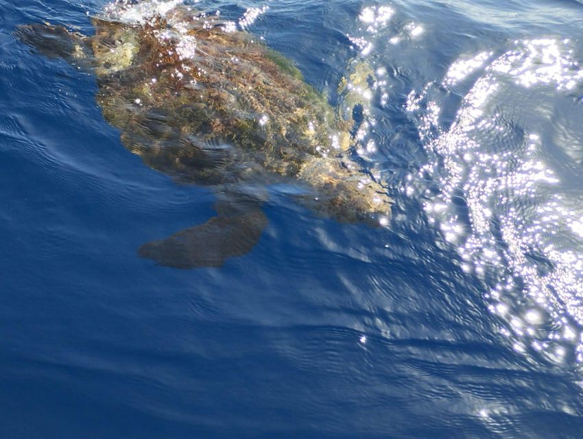 Costa Adeje: Whale and Dolphin-Watching Boat Excursion - Rough seas, safety, and comfort