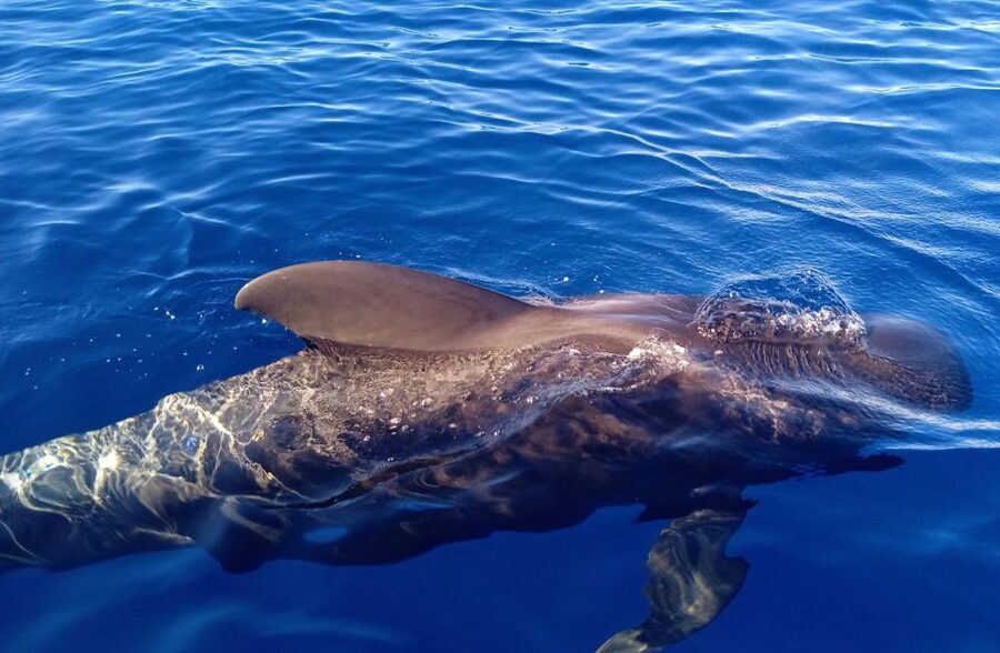Costa Adeje: Whale and Dolphin-Watching Boat Excursion - Who will enjoy this boat trip most?