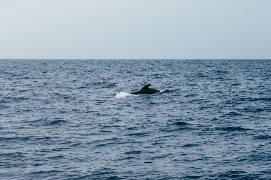 Costa Adeje: Whale & Dolphin Eco-Cruise with Snacks & Drinks - Swimming, Snorkeling, and Lunch on Board
