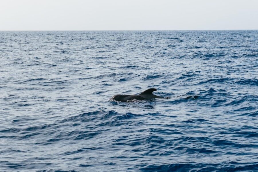 Costa Adeje: Whale & Dolphin Eco-Cruise with Snacks & Drinks - Is $52 Good Value?